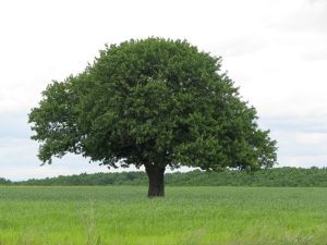 Calitate, protectia mediului, securitatea muncii